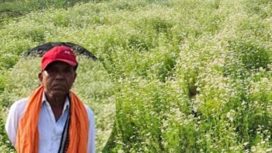 महासमुंद के किसान रतिराम की बदली किस्मत, धनिया की खेती से बढ़ी आमदनी