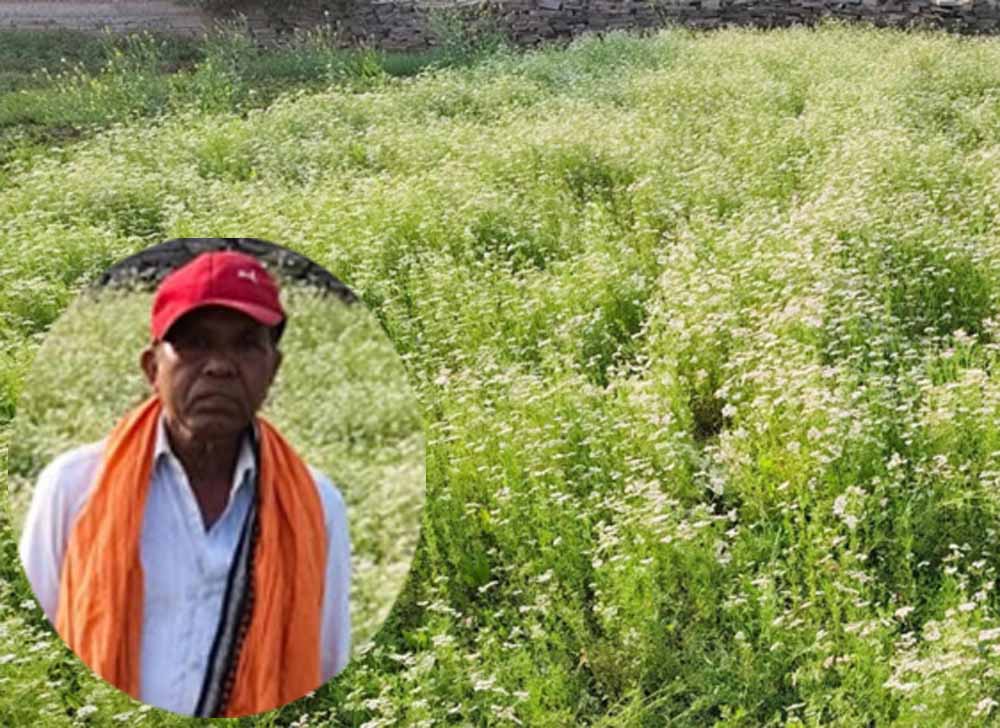 महासमुंद के किसान रतिराम की बदली किस्मत, धनिया की खेती से बढ़ी आमदनी