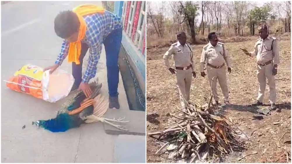 रतलाम में मोर की मौत पर उठे सवाल, बिना पोस्टमार्टम कर दी अंत्येष्टि