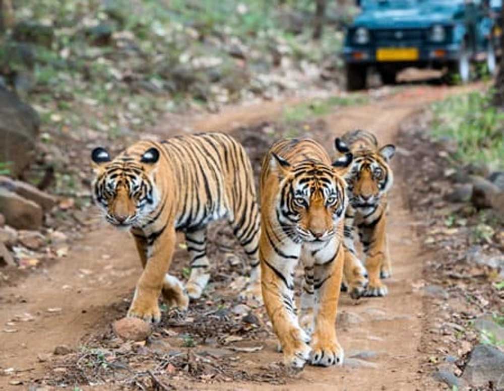 पेंच टाइगर रिजर्व में पेंच एडवांस वार्निंग सिस्टम से होगी वन्यजीव संरक्षण की निगरानी पेंच टाइगर रिजर्व में पेंच एडवांस वार्निंग सिस्टम से होगी वन्यजीव संरक्षण की निगरानी