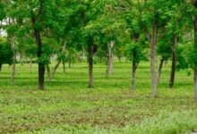 मियावकी वन तकनीक से हरित छत्तीसगढ़ की ओर बढ़ते कदम