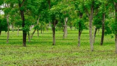 मियावकी वन तकनीक से हरित छत्तीसगढ़ की ओर बढ़ते कदम