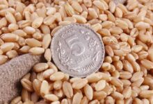 एमपी के किसानों को बड़ा झटका: FCI ने 17 हजार मीट्रिक टन गेहूं किया रिजेक्ट