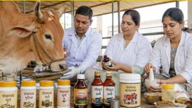 गो संरक्षण विशेष : यूपी की पंचगव्य थेरेपी देगी भारतीय चिकित्सा पद्धति को नई दिशा