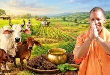 गौ संरक्षण बना यूपी की नई ताकत, योगी सरकार ने ग्रामीण अर्थव्यवस्था को दी जबरदस्त रफ्तार