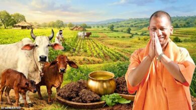 गौ संरक्षण बना यूपी की नई ताकत, योगी सरकार ने ग्रामीण अर्थव्यवस्था को दी जबरदस्त रफ्तार गौ संरक्षण बना यूपी की नई ताकत, योगी सरकार ने ग्रामीण अर्थव्यवस्था को दी जबरदस्त रफ्तार