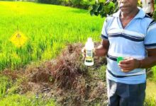 नैनो उर्वरक के उपयोग से धान उत्पादन में हुई वृद्धि, लागत में आई कमी – किसान निरंजन