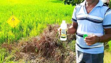 नैनो उर्वरक के उपयोग से धान उत्पादन में हुई वृद्धि, लागत में आई कमी – किसान निरंजन