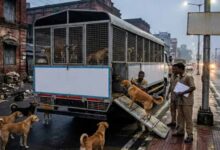 धनबाद के आवारा कुत्तों को मिलेगा नया ठिकाना, अब चाकुलिया शिफ्ट होंगे स्ट्रे डॉग्स