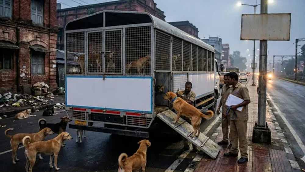 धनबाद के आवारा कुत्तों को मिलेगा नया ठिकाना, अब चाकुलिया शिफ्ट होंगे स्ट्रे डॉग्स धनबाद के आवारा कुत्तों को मिलेगा नया ठिकाना, अब चाकुलिया शिफ्ट होंगे स्ट्रे डॉग्स