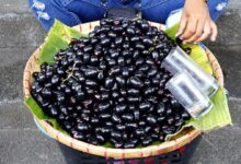मानसून स्पेशल: कम समय के लिए मिलने वाला जामुन सेहत के लिए क्यों है फायदेमंद