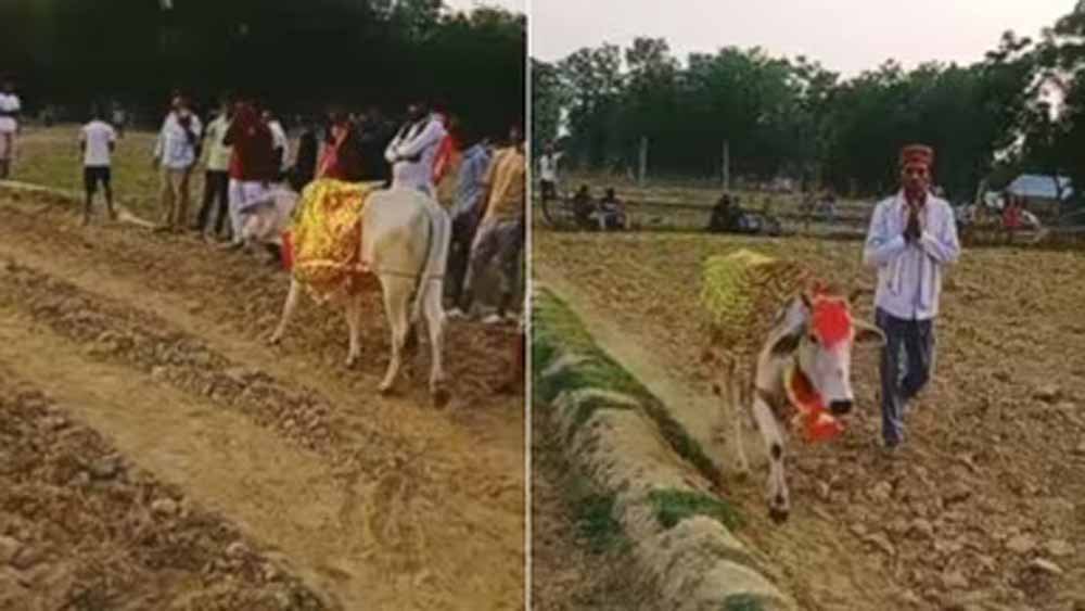 श्रावस्ती में 7 दिन खेत में चक्कर लगाती गाय, बीमारी निकली वजह श्रावस्ती में 7 दिन खेत में चक्कर लगाती गाय, बीमारी निकली वजह