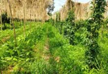 मल्टीलेयर खेती से किसान ने पेश की मिसाल, एक ही खेत में तीन स्तर पर उत्पादन