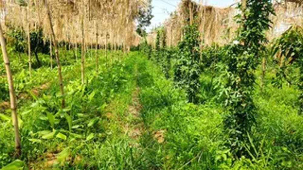 मल्टीलेयर खेती से किसान ने पेश की मिसाल, एक ही खेत में तीन स्तर पर उत्पादन