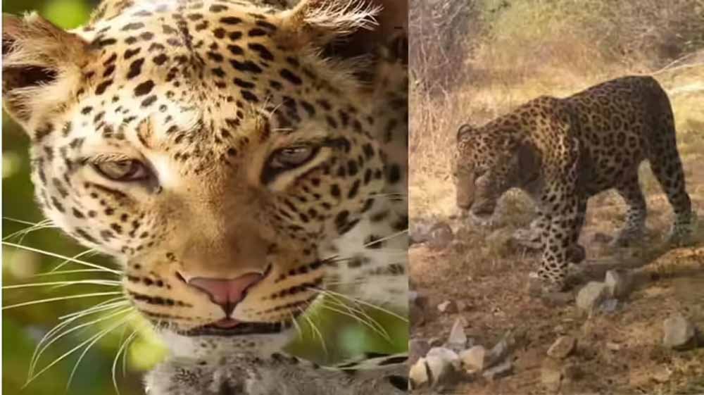 दिल्ली में वन्यजीवों की बढ़ती संख्या से खुश वन विभाग, 16 तक पहुंची तेंदुओं की आबादी दिल्ली में वन्यजीवों की बढ़ती संख्या से खुश वन विभाग, 16 तक पहुंची तेंदुओं की आबादी