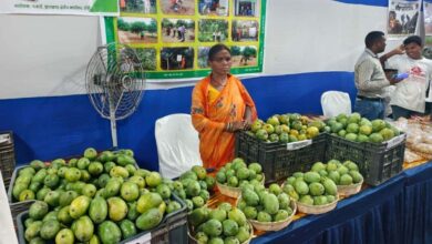 रांची में नाबार्ड आम महोत्सव शुरू, आदिवासी किसानों के ऑर्गेनिक आमों की धूम