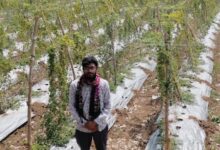 पारंपरिक खेती छोड़ करेले से बदली किस्मत, किसान दीपक ने कमाए 2.95 लाख रुपये का शुद्ध मुनाफा