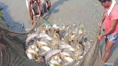 15 अगस्त तक मछली पकड़ने पर प्रतिबंध, प्रजनन काल में संरक्षण पर जोर 15 अगस्त तक मछली पकड़ने पर प्रतिबंध, प्रजनन काल में संरक्षण पर जोर