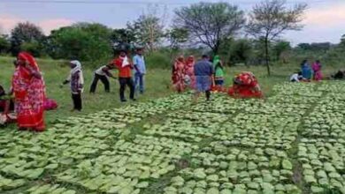 तेंदूपत्ता संग्राहकों के खातों में पहुंचे 12 करोड़, हजारों परिवारों के चेहरे पर लौटी मुस्कान
