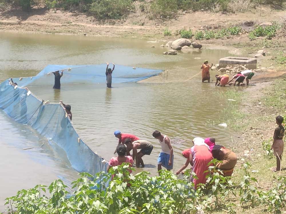 मत्स्य पालन बना ग्रामीण समृद्धि का सशक्त माध्यम मत्स्य पालन बना ग्रामीण समृद्धि का सशक्त माध्यम
