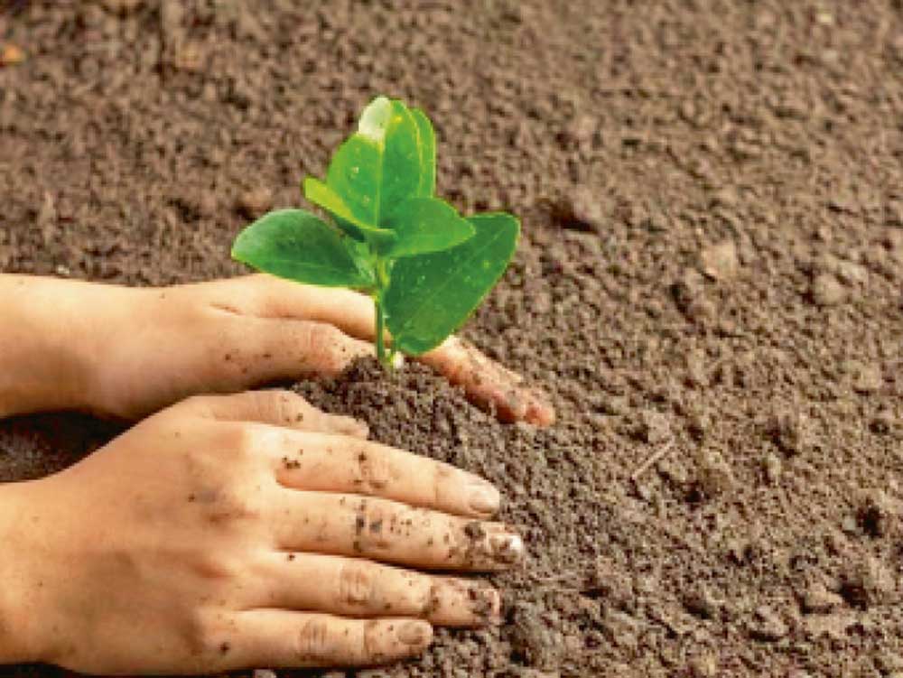 एक पेड़ मां के नाम 3.0’ अंतर्गत राज्यभर में पहले ही दिन 6 लाख पौधों का रोपण किया जाएगा एक पेड़ मां के नाम 3.0’ अंतर्गत राज्यभर में पहले ही दिन 6 लाख पौधों का रोपण किया जाएगा