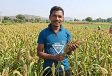 मिलेट से बढ़ी आय, किसानों के जीवन में आई खुशहाली श्री अन्न की खेती बन रही लाभ का नया माध्यम