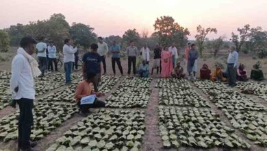 साय सरकार के सुशासन में तेन्दूपत्ता संग्राहकों को मिली आर्थिक मजबूती, 10,160 हितग्राहियों के खातों में पहुँची 1.39 करोड़ रुपये से अधिक की बोनस राशि साय सरकार के सुशासन में तेन्दूपत्ता संग्राहकों को मिली आर्थिक मजबूती, 10,160 हितग्राहियों के खातों में पहुँची 1.39 करोड़ रुपये से अधिक की बोनस राशि