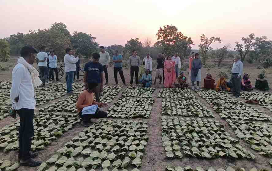 साय सरकार के सुशासन में तेन्दूपत्ता संग्राहकों को मिली आर्थिक मजबूती, 10,160 हितग्राहियों के खातों में पहुँची 1.39 करोड़ रुपये से अधिक की बोनस राशि साय सरकार के सुशासन में तेन्दूपत्ता संग्राहकों को मिली आर्थिक मजबूती, 10,160 हितग्राहियों के खातों में पहुँची 1.39 करोड़ रुपये से अधिक की बोनस राशि