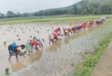 लगातार बारिश से पंच परगना में धान रोपाई ने पकड़ी रफ्तार, किसानों के चेहरे खिले