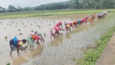लगातार बारिश से पंच परगना में धान रोपाई ने पकड़ी रफ्तार, किसानों के चेहरे खिले लगातार बारिश से पंच परगना में धान रोपाई ने पकड़ी रफ्तार, किसानों के चेहरे खिले
