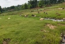 कम बारिश से बरवाडीह में बालू संकट की आहट, नदियों में नहीं हुआ प्राकृतिक पुनर्भरण