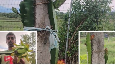 बंजर जमीन पर ड्रैगन फ्रूट की खेती से लातेहार किसान की बदली किस्मत बंजर जमीन पर ड्रैगन फ्रूट की खेती से लातेहार किसान की बदली किस्मत