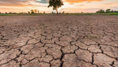 MP Weather: 33 जिलों में सामान्य से कम बारिश, किसानों की बढ़ी चिंता; फिलहाल भारी बारिश के संकेत नहीं