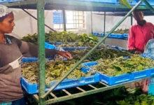 नारायणपुर में रेशम से बुनी जा रही आत्मनिर्भरता की नई कहानी, कोसापालन ने बदली ग्रामीणों की तकदीर