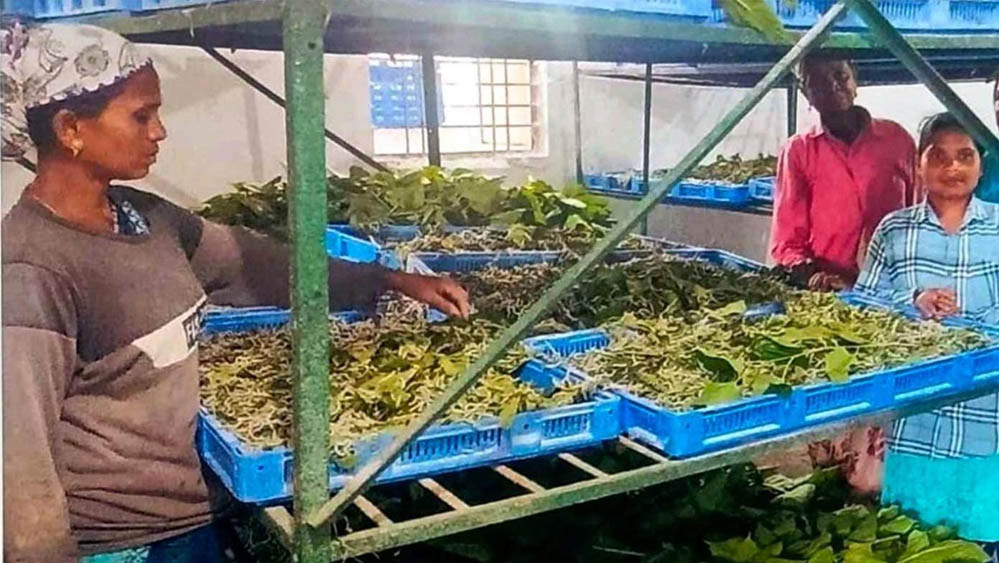 नारायणपुर में रेशम से बुनी जा रही आत्मनिर्भरता की नई कहानी, कोसापालन ने बदली ग्रामीणों की तकदीर नारायणपुर में रेशम से बुनी जा रही आत्मनिर्भरता की नई कहानी, कोसापालन ने बदली ग्रामीणों की तकदीर