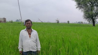 गलत धान बीज से किसानों की लाखों की फसल चौपट, फर्म संचालक पर कार्रवाई की मांग