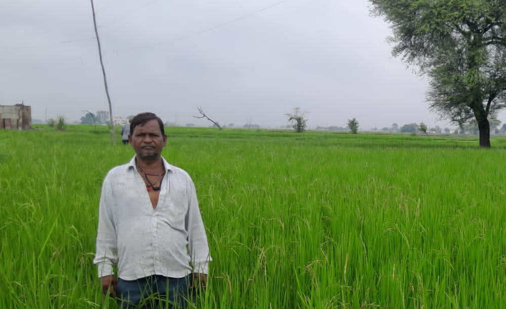 गलत धान बीज से किसानों की लाखों की फसल चौपट, फर्म संचालक पर कार्रवाई की मांग गलत धान बीज से किसानों की लाखों की फसल चौपट, फर्म संचालक पर कार्रवाई की मांग