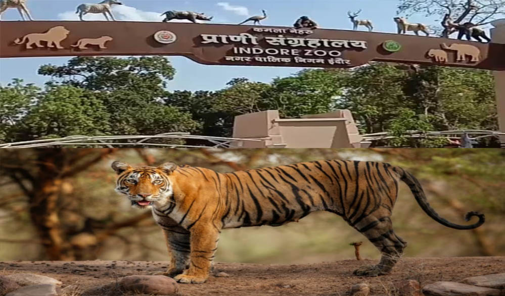 इंदौर चिड़ियाघर में बढ़ेगा आकर्षण, आएगा एक सींग वाले गैंडों का जोड़ा, 700 किमी दूर से पहुंचेगा दरियाई घोड़ा ‘सतीश’ इंदौर चिड़ियाघर में बढ़ेगा आकर्षण, आएगा एक सींग वाले गैंडों का जोड़ा, 700 किमी दूर से पहुंचेगा दरियाई घोड़ा ‘सतीश’