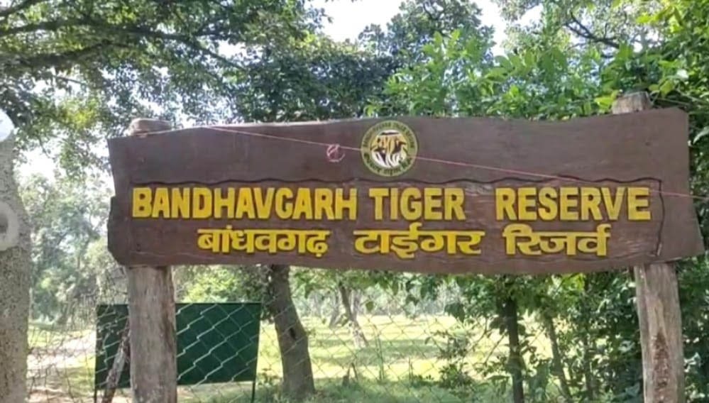 अंतर्राष्ट्रीय बाघ दिवस आज, बांधवगढ़ टाइगर रिजर्व में होंगे जागरूकता और सांस्कृतिक कार्यक्रम