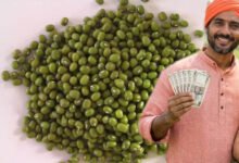 मूंग किसानों की हुई बल्ले-बल्ले! प्रदेश में रेट ₹500 प्रति क्विंटल बढ़े, सरकार की बढ़ी चिंता