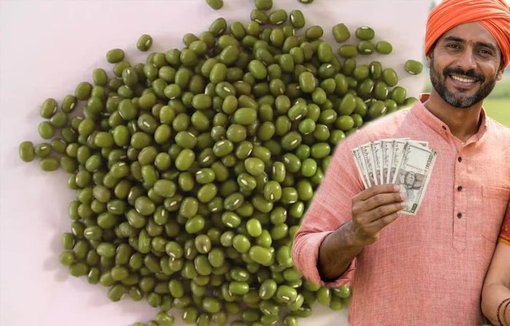 मूंग किसानों की हुई बल्ले-बल्ले! प्रदेश में रेट ₹500 प्रति क्विंटल बढ़े, सरकार की बढ़ी चिंता मूंग किसानों की हुई बल्ले-बल्ले! प्रदेश में रेट ₹500 प्रति क्विंटल बढ़े, सरकार की बढ़ी चिंता