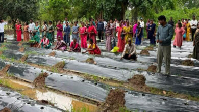 ​रायपुर : ​जलवायु परिवर्तन के दौर में किसानों के लिए वरदान बनेगी ग्राफ्टेड सब्जी: धमतरी में वैज्ञानिक प्रशिक्षण संपन्न