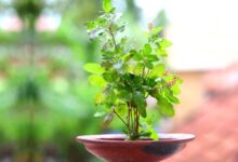योगिनी एकादशी पर तुलसी उपाय से मिलेगी सुख-समृद्धि और धन लाभ