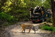 वन, वन्यजीव और पर्यावरण कानूनों के प्रभावी क्रियान्वयन के लिए न्यायिक एवं प्रशासनिक समन्वय ज़रूरी