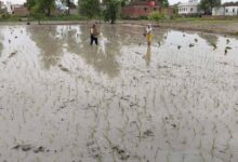 मॉनसूनी बारिश से खिले किसानों के चेहरे, धान रोपनी हुई तेज