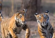 बाघ संरक्षण के प्रति युवाओं को जागरूक करने वन विहार में हुई ओपन क्विज और रेस्क्यू वर्कशॉप बाघ संरक्षण के प्रति युवाओं को जागरूक करने वन विहार में हुई ओपन क्विज और रेस्क्यू वर्कशॉप