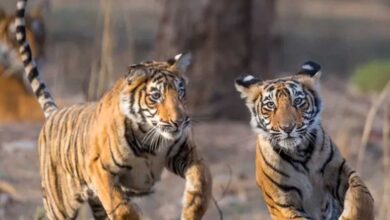 बाघ संरक्षण के प्रति युवाओं को जागरूक करने वन विहार में हुई ओपन क्विज और रेस्क्यू वर्कशॉप बाघ संरक्षण के प्रति युवाओं को जागरूक करने वन विहार में हुई ओपन क्विज और रेस्क्यू वर्कशॉप