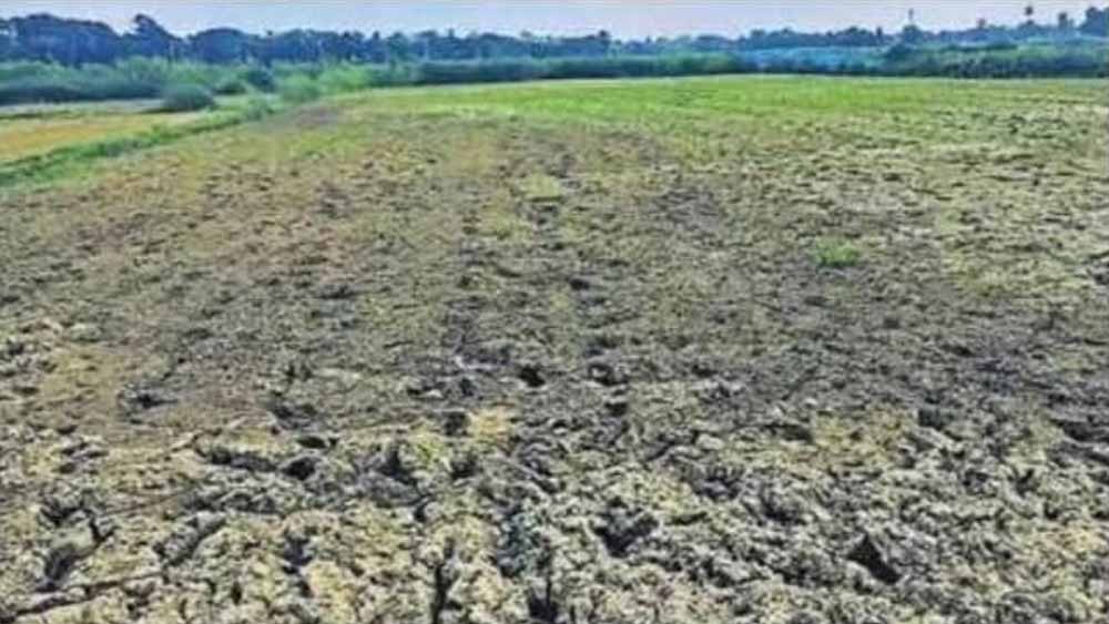 बस्तर संभाग में बारिश की बेरुखी से बढ़ी सूखे की चिंता, किसान परेशान बस्तर संभाग में बारिश की बेरुखी से बढ़ी सूखे की चिंता, किसान परेशान