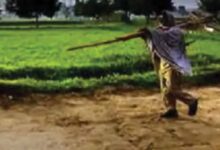 CG में बारिश थमते ही खेती पर असर, बोवनी और रोपाई का काम हुआ प्रभावित