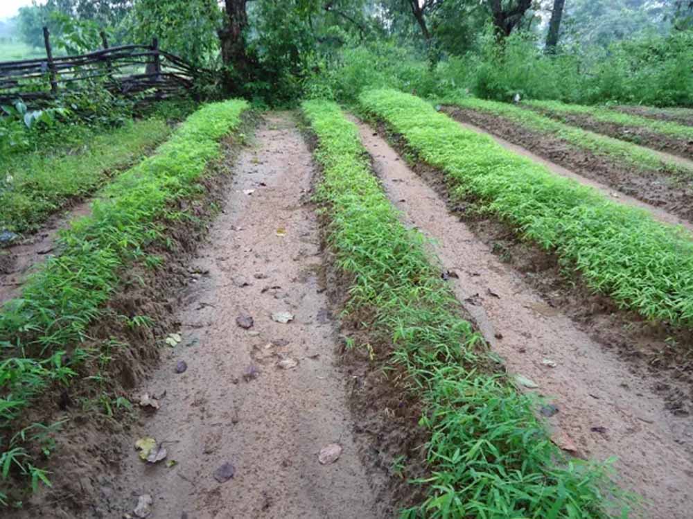 अबूझमाड़ के जंगलों में होगी कॉफी की खेती, ओडिशा में ट्रेनिंग लेंगे अधिकारी अबूझमाड़ के जंगलों में होगी कॉफी की खेती, ओडिशा में ट्रेनिंग लेंगे अधिकारी